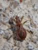 Himacerus mirmicoides